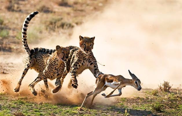 Geparder jager thomson's kid, Afrika