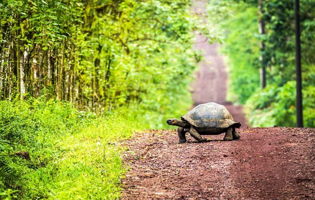 Kæmpeskildpadderne på Galapagos kan veje op til 270 kilo med en skjoldlængde på 120 cm og en levealder på ca. 120 år