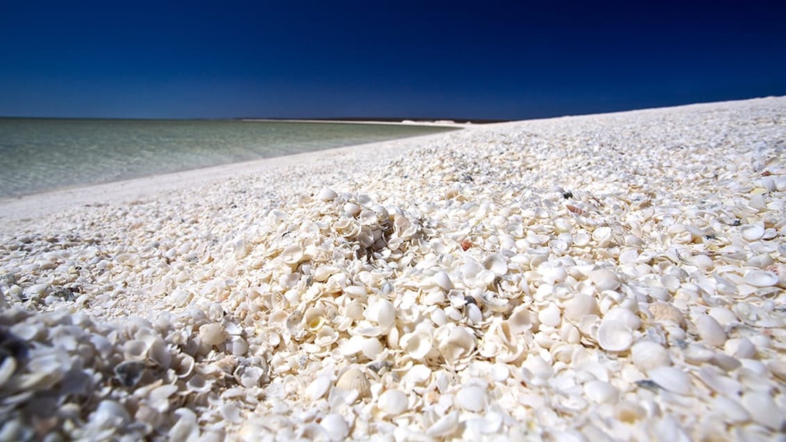 Shell Beach, Australien