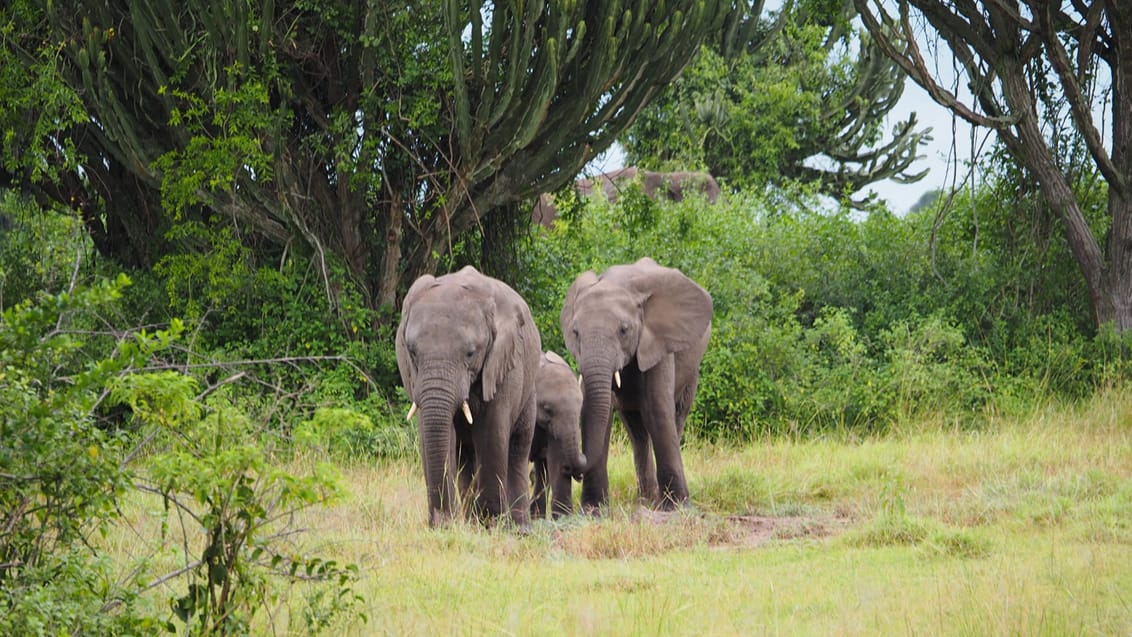 Elefanter i Queen Elizabeth NP