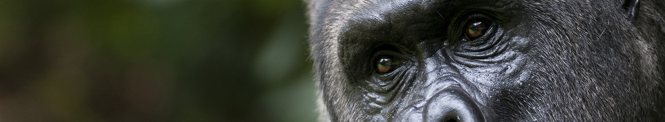 Gorillaspaning i Uganda