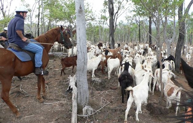 Australien, Cattle Station, outback