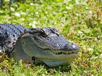 Det bedste af Florida. Det bedste af Florida.