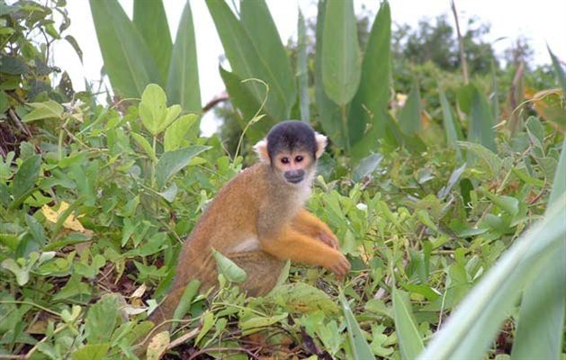 Manu Nationalpark, Peru.