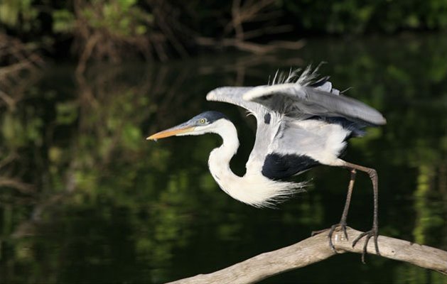 Manu Nationalpark, Peru.