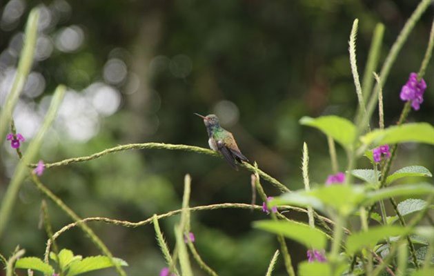 Manu Nationalpark, Peru.