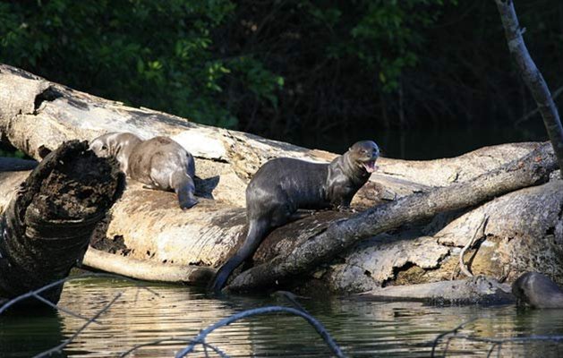 Manu Nationalpark, Peru.