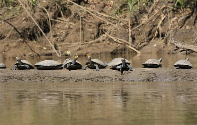 Manu Nationalpark, Peru.