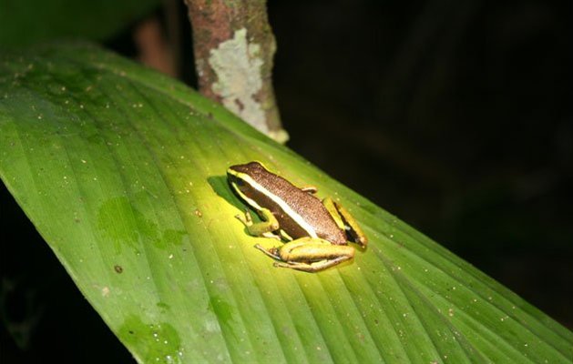 Manu Nationalpark, Peru.