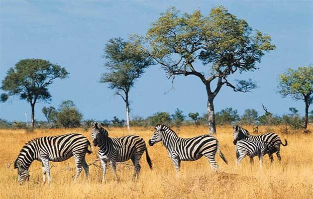 Mpala Safari Lodge, Sydafrika