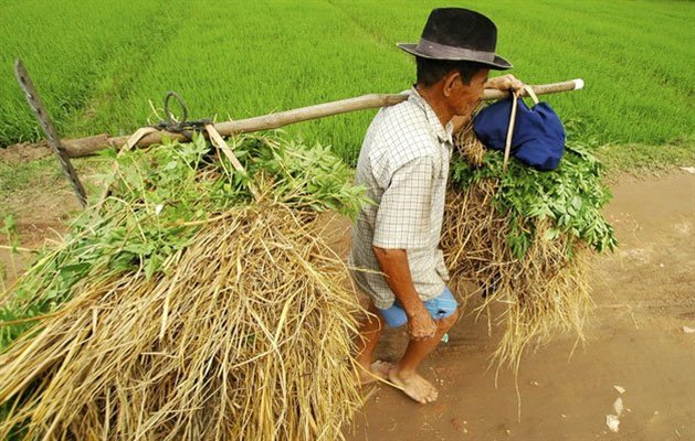 Lokal landmand, Vietnam