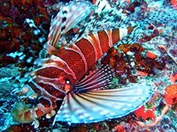 Dykning, Yasawas, Fiji Dykning, Yasawas, Fiji