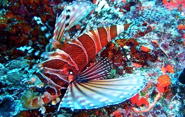 Dykarcertifikat, Fiji, 5 dagar| Winberg Travel