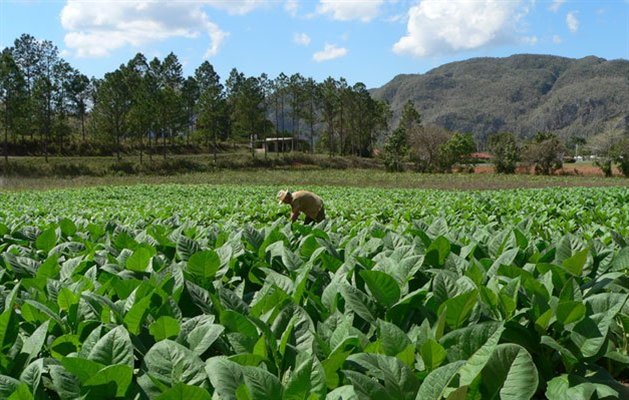 Tobaksplantage i Viñales, Cuba