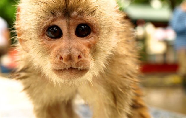 Abe i Amazonjunglen i Ecuador