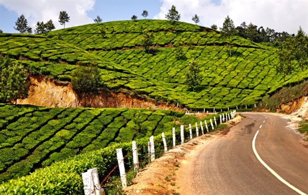 Teplantager i Indien