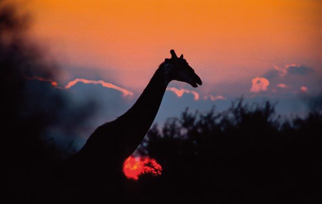 Solnedgang i Serengeti, Afrika