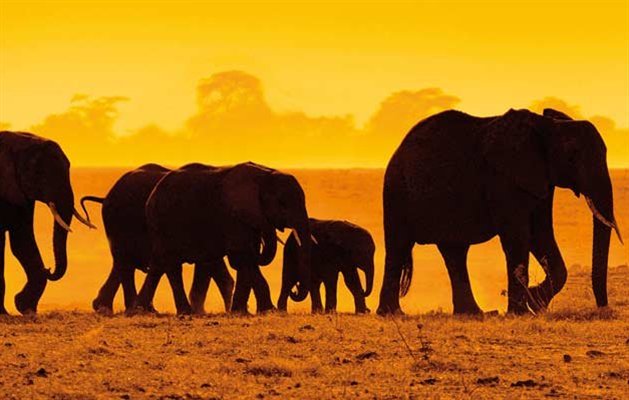 Elefanter på savannen, Afrika