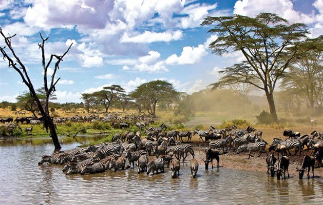 Zebraer ved Seronera floden, Afrika