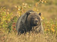 Grizzly bjørn, Rocky Mountain