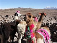 Colca Canyon, Peru