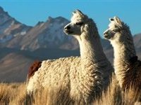 Lamaer i Bolivia Lamaer i Bolivia