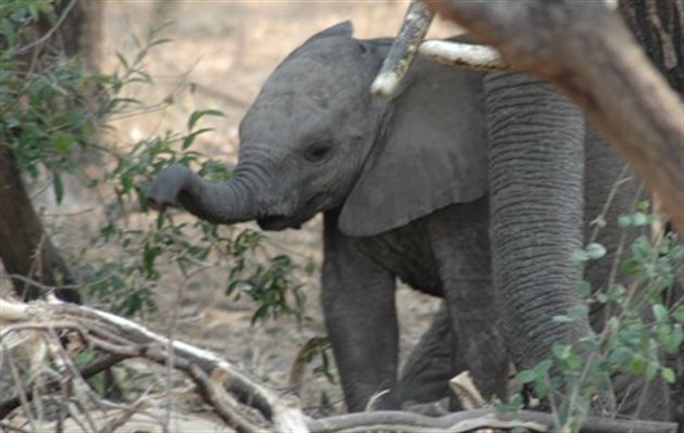 Elefantunge ved Lake Manyara