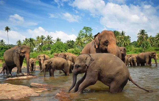 Elefanter Sri Lanka