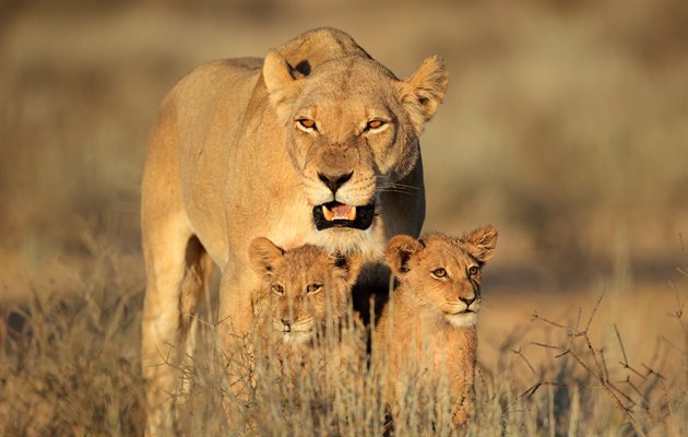 Løvemor med unger Krüger nationalpark