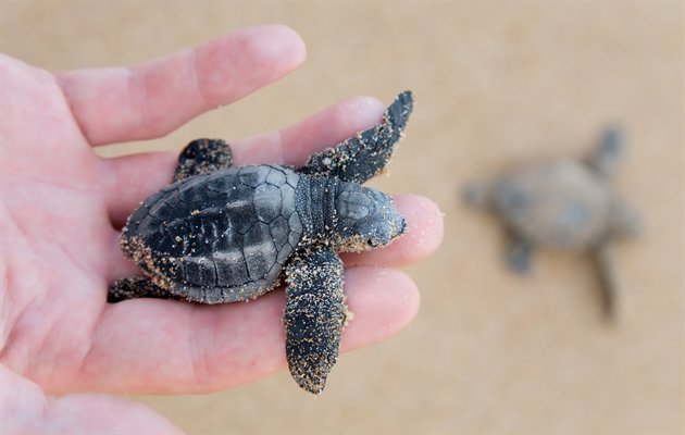 Skildpaddeunger ved kysten på Sri Lanka