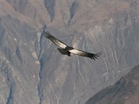 Colca Canyon