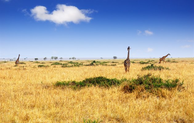 Masai Mara, Kenya