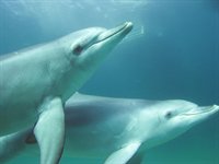 Delfiner, Perth, Australien