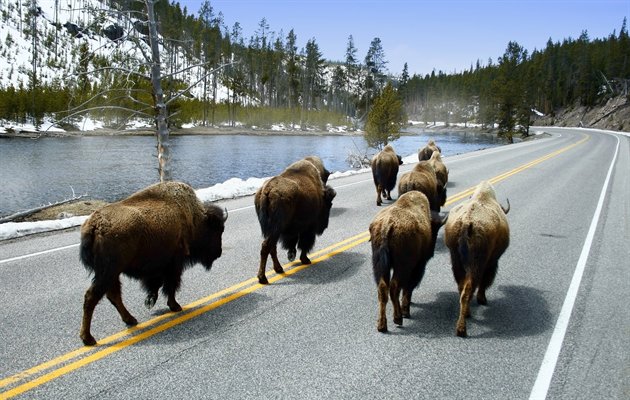 Bison, Yellowstone, USA