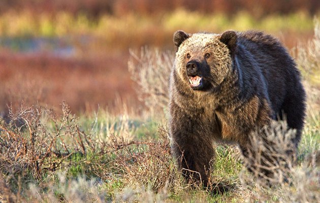 Grizzly bjørn, Yellowstone, USA