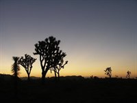 Joshua Tree National Park, USA