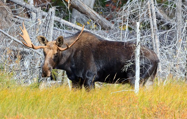 Elg, Omega Park, Canada