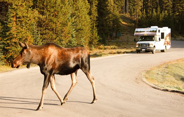 Moose, Cruise Canada, Canada