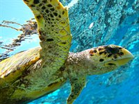 Der findes masser af havskildpadder både på Fiji og i Australien Der findes masser af havskildpadder både på Fiji og i Australien