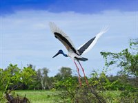 Kakadu, Australien