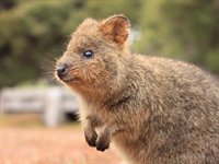 Quokka, Rotnesst Island, Perth, Western Australia