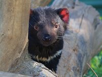 Tasmansk djævel, Tasmanien, Australien