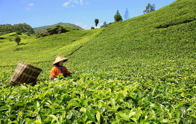 Teplantage, Indonesien