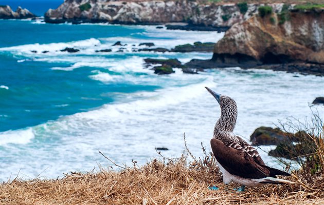 Blue-footed bubi