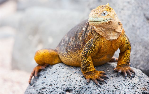 Solbadende landliguan på Galapagos