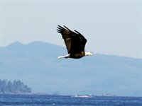 Pacific Rim National Park, Kanada