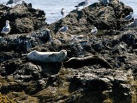 Pacific Rim National Park, Kanada