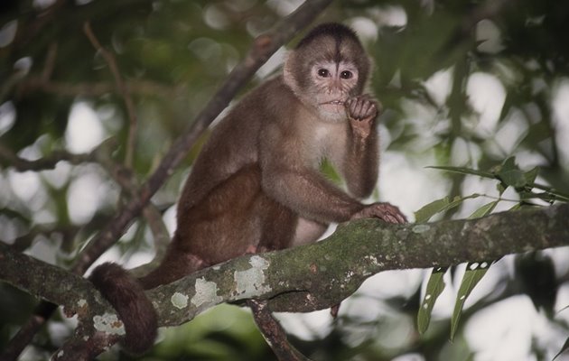 Abe ved AmaZOOnico i Ecuador