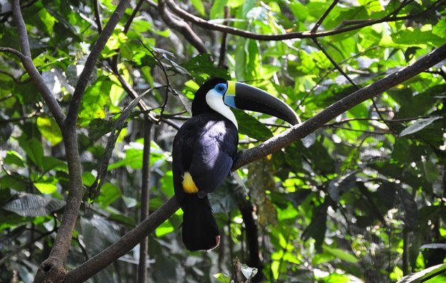 Tukan i AmaZOOnico i Ecuador