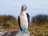Blue footed boobie Galapagos